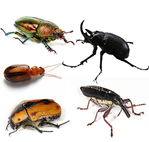 gorgojos--escarabajos-coleopteros.png