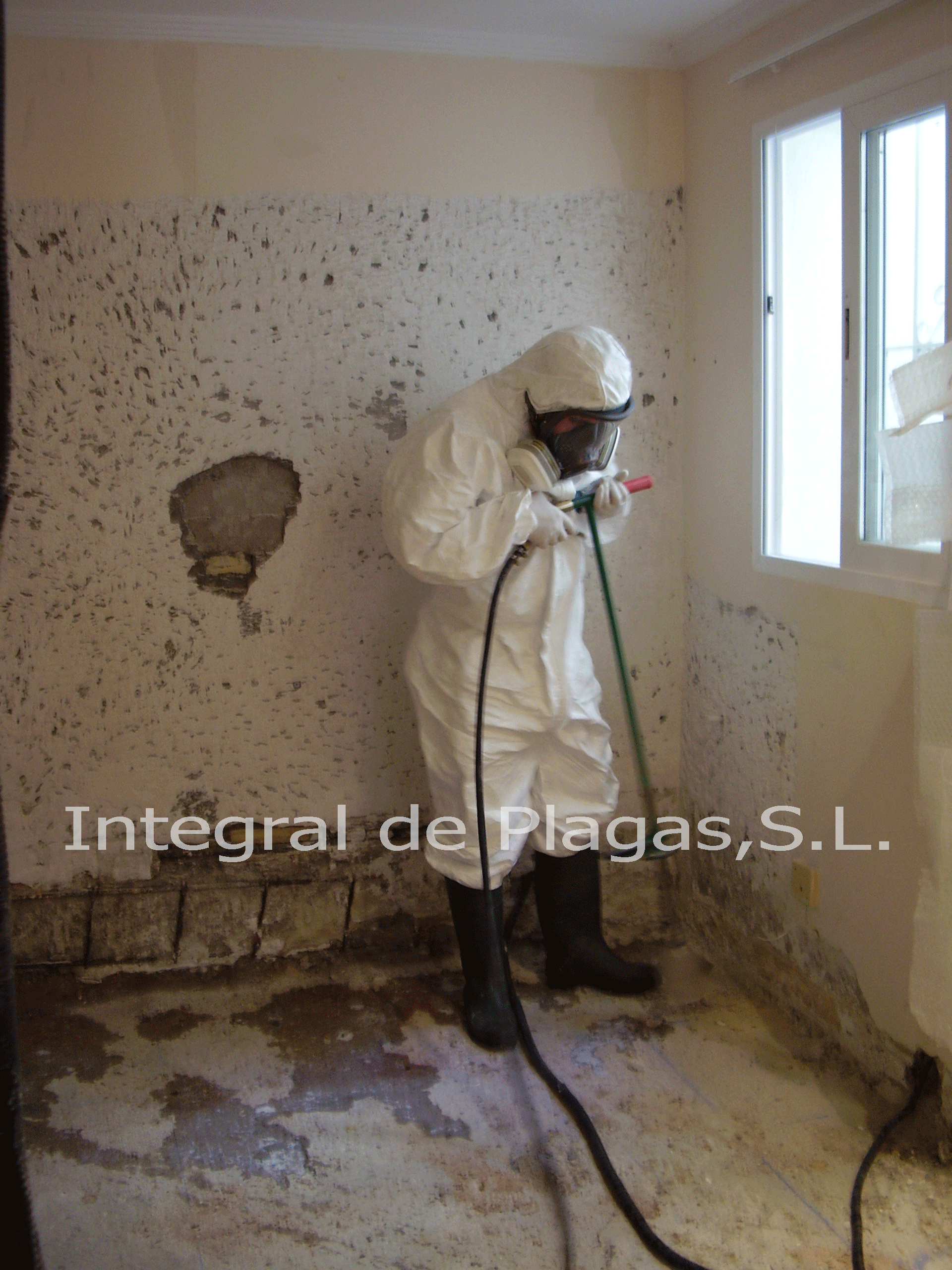 termitas-bollullos-021.gif