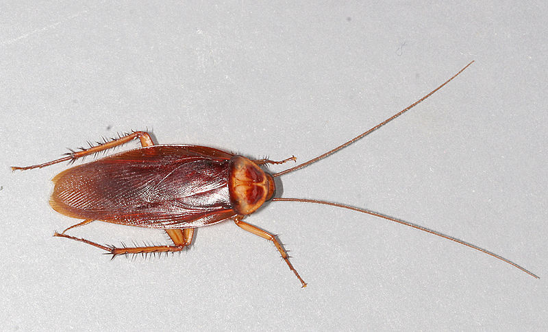 cucaracha americana periplaneta americana