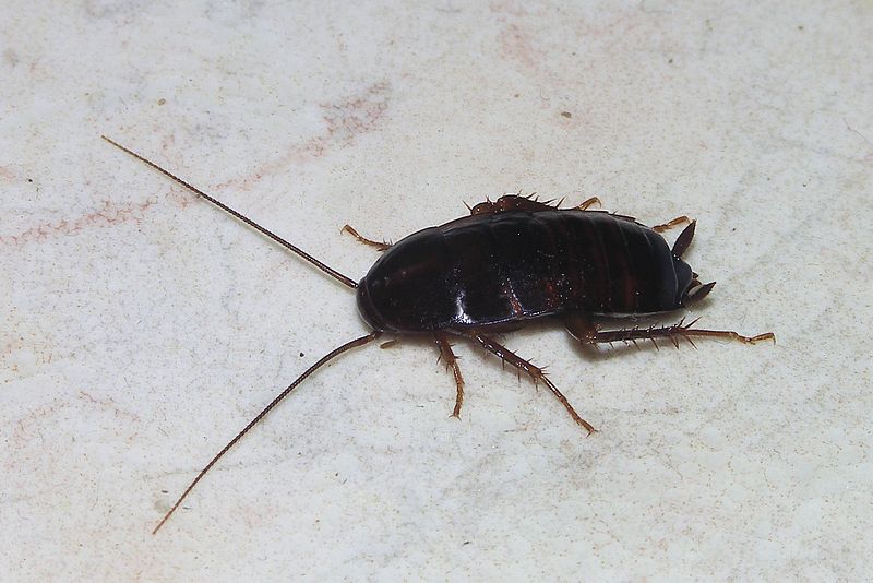 cucaracha oriental negra