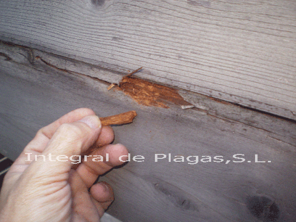 hongos de pudricin madera