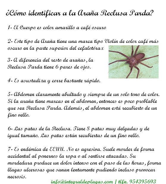 cómo identificar a la reclusa- integral de plagas.s.l