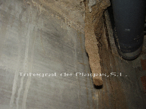 termitas formando estalactitas